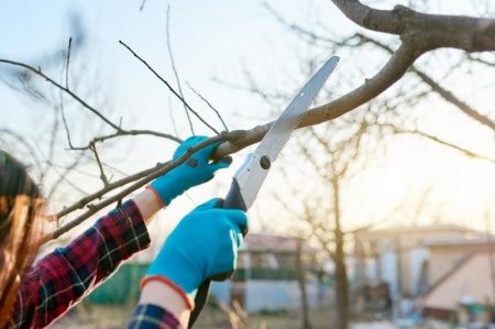 Quand r&eacute;aliser l'&eacute;lagage de vos arbres &agrave; Arzal ?