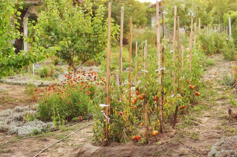 Cr&eacute;er un potager &agrave; Gu&eacute;rande, quelle exposition pour vos l&eacute;gumes ?